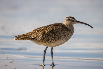 whimbrel