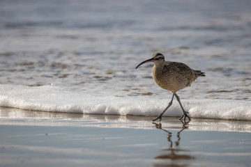 whimbrel
