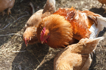 Domestic hens and rooster in a chicken coop in the spring sun.