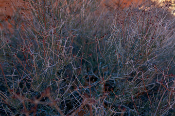 las Vegas, Arizona,USA - 2020/01/04 - winter trip to Valley of Fire National Park