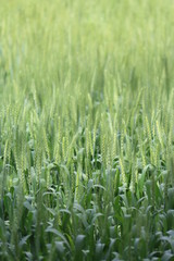 Beautiful Flowers and Birds