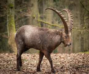 alpine ibex in the forrest