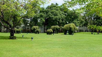elefanten planzen  © Jonas