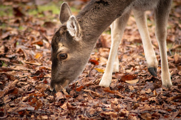 deer in the forest