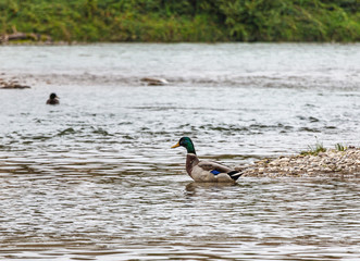 Wild  duck swims in river Adige near the Ponte Scaligero bridge in Verona, Italy