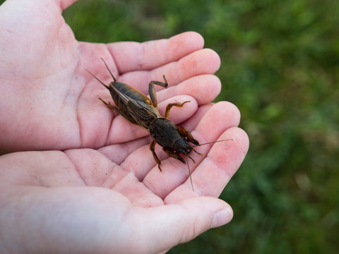 mole cricket - Gryllotalpa gryllotalpa in hand