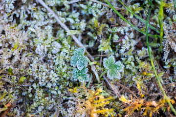 Macro photography of the frozen crystals on the winter flora