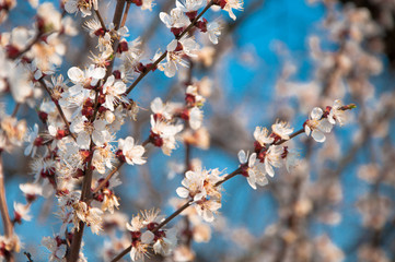 flowering tree apricot blue sky background beginning springtime hope end of quarantine