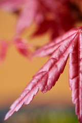 Macrophotography of Japanese maple leaf. Bonsai. Nature's delicacy in deep red. Blur with Bokeh