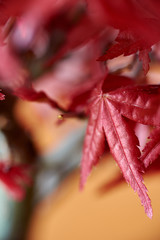 Macrophotography of Japanese maple leaf. Bonsai. Nature's delicacy in deep red. Blur with Bokeh