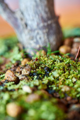 Macrophotography of a portion of moss on a small bonsai with blur. 