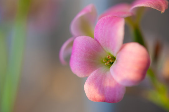 Small pink flower