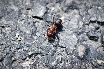 Carpenter Ant Up Close Insects 