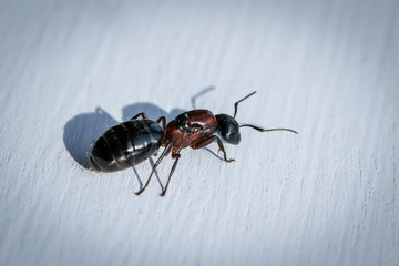 Carpenter Ant Up Close Insects 