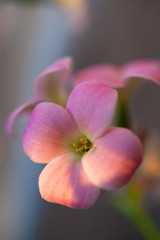 Obraz na płótnie Canvas Small pink flowers