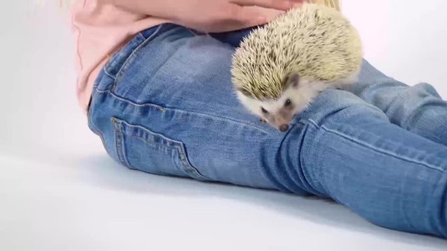 Child with hedgehog at white background. Close up. Slow motion