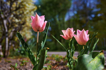 Close-up of three bright pink tulips (Tulipa) in the sunshine with unfocussed background.