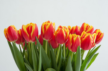 Tulipany