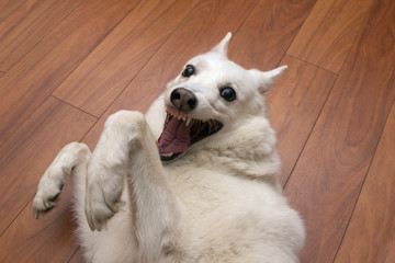 the white kind dog of the West Siberian husky Laika is fooling around, squinting, smiling and having fun in the apartment. Sly dog face. Dog meme. © bela_zamsha