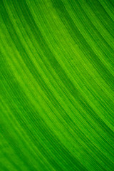 green leaf texture