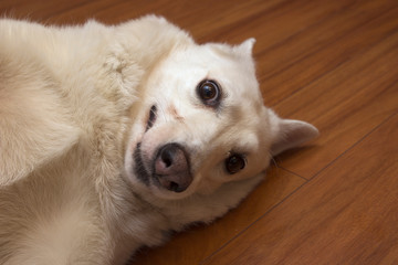 the white kind dog of the West Siberian husky Laika is fooling around, squinting, smiling and having fun in the apartment. Sly dog face. Dog meme.
