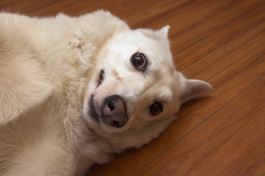 the white kind dog of the West Siberian husky Laika is fooling around, squinting, smiling and having fun in the apartment. Sly dog face. Dog meme.