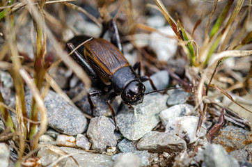 Cricket Up Close 