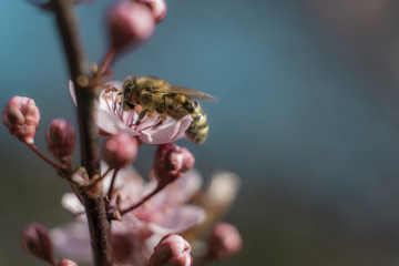 Nice yellow bee on the cherry plum flower  with  the blue sky background