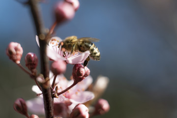 Nice yellow bee on the cherry plum flower  with  the blue sky background