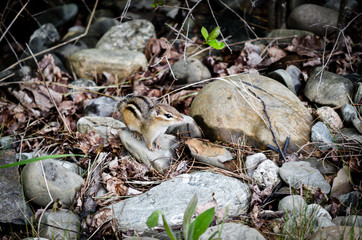 Chipmunk Up Close 