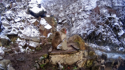 schneeaffen japan