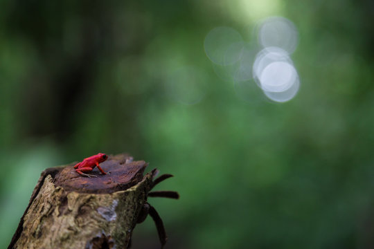 Close-up photograph of a red frog (Dendrobates pumilio) on a tree and a green unfocused background in Bocas del Toro Panama
