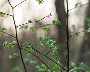 green leaves in the forest