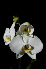 Close up image of buds and flowers of a white orchid