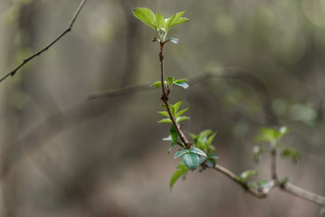 green leaves on a branch