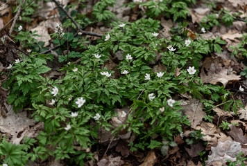 green moss on the ground