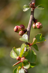 quince buds in the spring garden