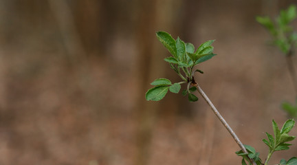 close up of a plant in a garden