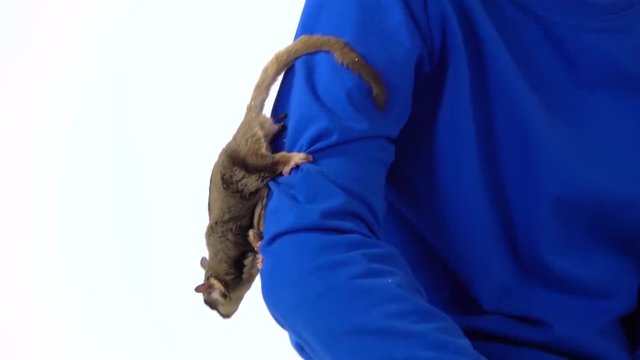 Sugar marsupial flying or possum on the hand of boy and he stroking her at white background. Slow motion. Close up