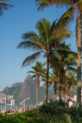Obraz premium Palm trees on Ipanema beach with Dois Irmaos in the background