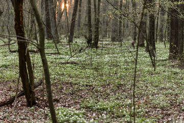 spring in the forest