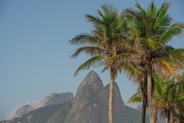 Fototapeta na wymiar Palm trees on the beach of Rio de Janeiro with Dois Irmaos in the background