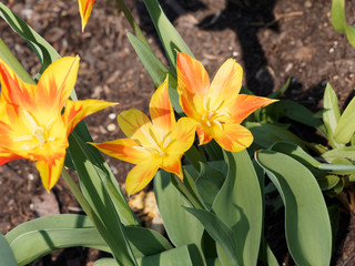 Tulipe à fleur de lis 'Aile de feu' ou tulipa 'Fire Wings' élégantes et couleur flamme, panachée de jaune et rouge s'ouvrant en étoiles