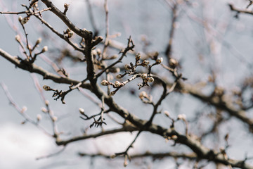 snow covered branches