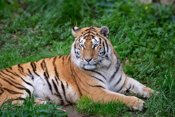 Plakat tiger in the grass