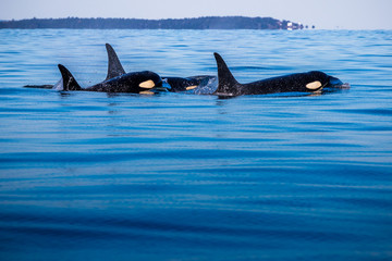 orca killer whales, vancouver island, canada