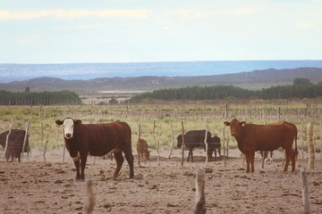 Cows and calves grazing an arid field in Mendoza, Argentina.