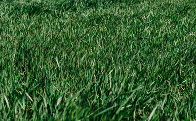 green grass background