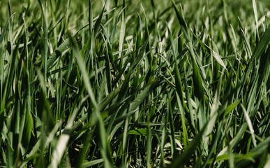 green grass background