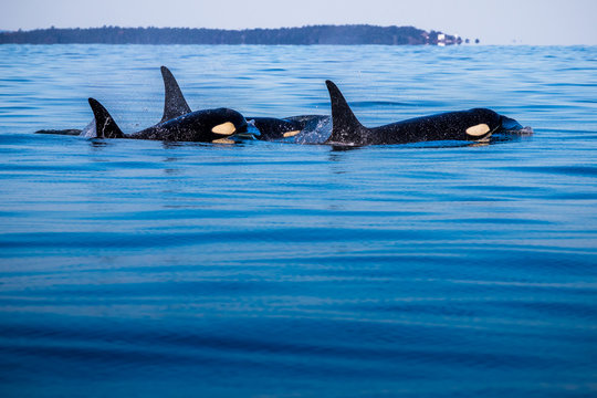 Orca Killer Whales, Vancouver Island, Canada